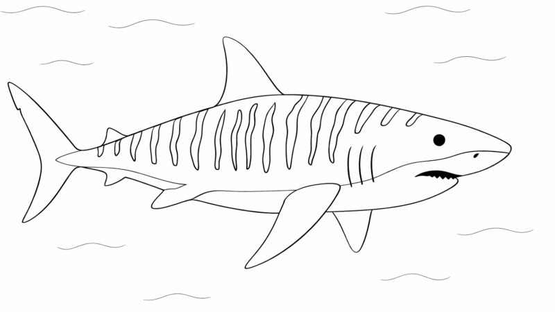 イタチザメの塗り絵｜無料ダウンロード