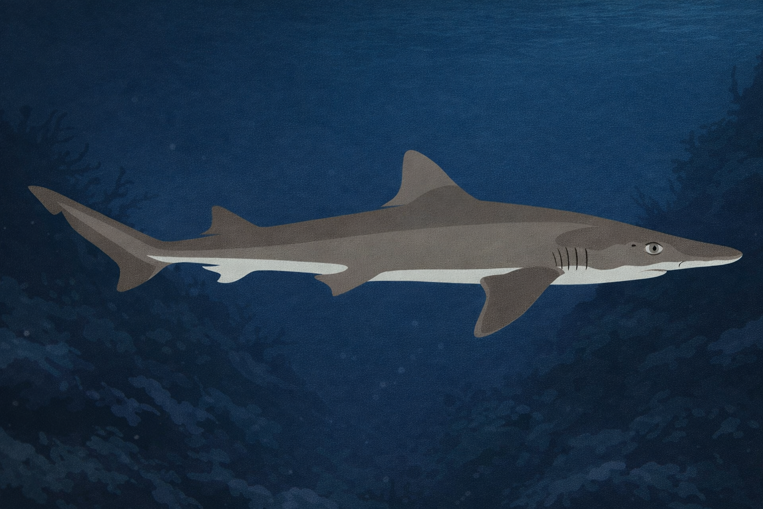 オナガドチザメ