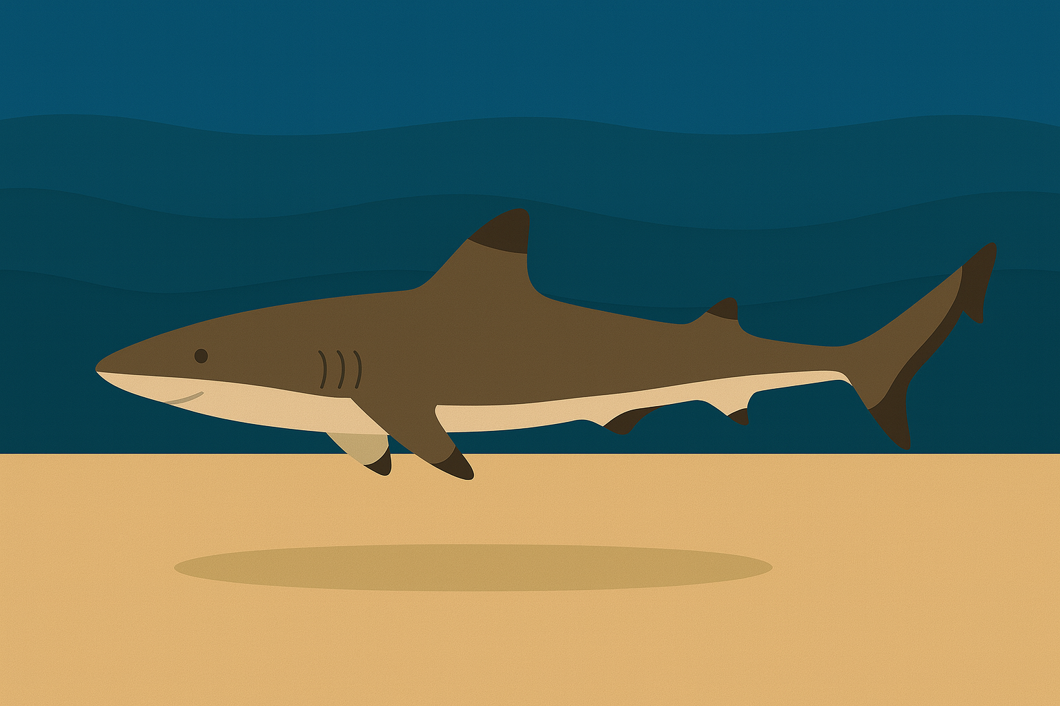 クロトガリザメ