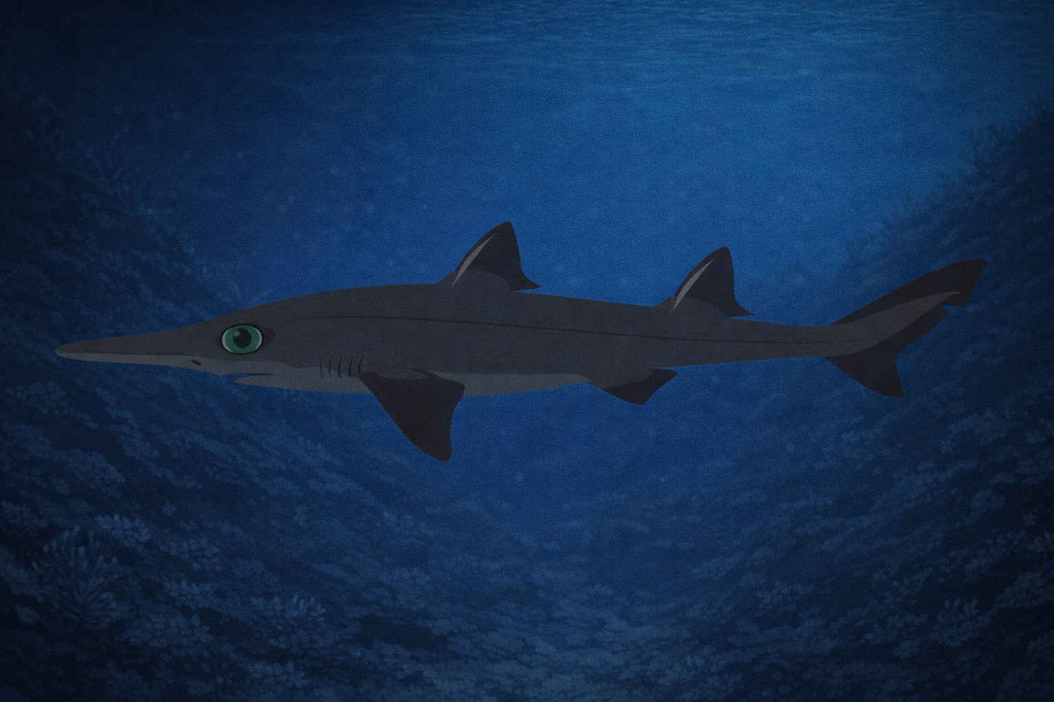 ハシボソツノザメ