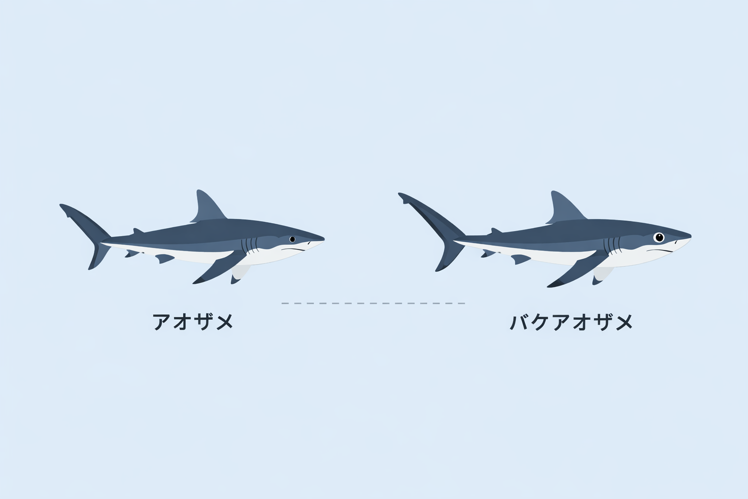 バケアオザメとアオザメの比較