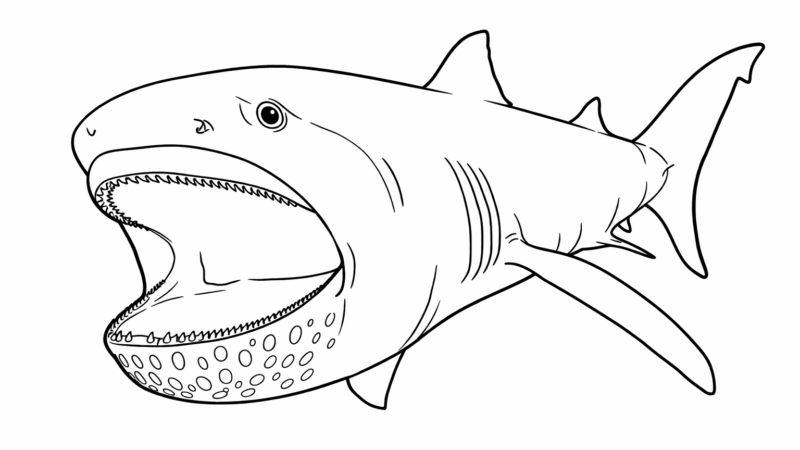 メガマウスザメの塗り絵｜無料ダウンロード